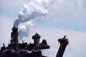 قناری در معدن زغال سنگ: تاثیرات جهانی آلودگی هوا بر پرندگان