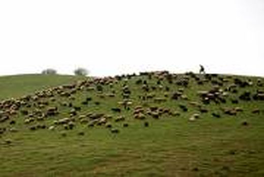 90 سامان عرفی مرتعی با بیش از 82 هزار واحد دامی مجاز برای تعلیف در مراتع دامغان