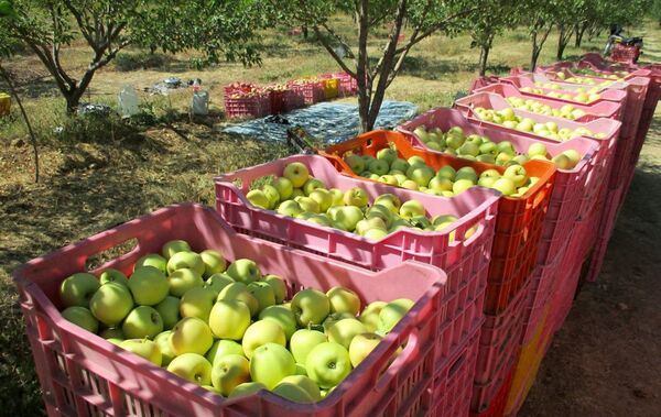 آغاز توزیع سیب و پرتقال دولتی در 71 عاملیت توزیع در استان زنجان