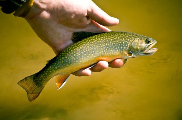 تولید 170 هزار تنی ماهی قزل‌آلا و فراهم بودن صادرات 30 هزار تنی این گونه/ تعلل دامپزشکی مانع صادرات قزل‌آلا به اتحادیه اروپا/ امارات و اتحادیه اروپا متقاضیان جدید ماهی قزل‌آلای ایرانی