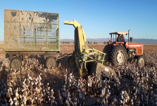 آغاز برداشت مکانیزه پنبه در شهرستان نهبندان