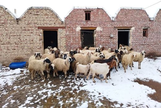 ۲۵۲۲ واحد جایگاه دامی خوی در بهمن‌ماه آماده بهره‌برداری می‌شود 