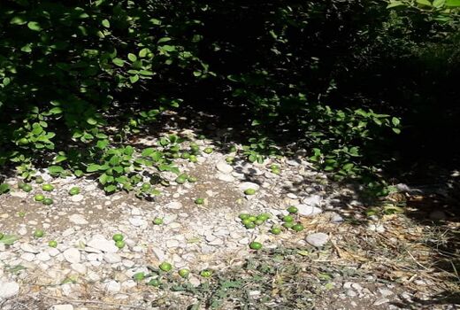 خسارت بارش تابستانه به بخش کشاورزی فراشبند