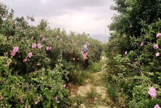 برداشت گل محمدی از گلستان‌های شهرستان استهبان