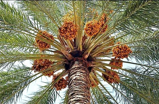 تشکیل ستاد برداشت و مراکز خرید توافقی خرما در سیستان و بلوچستان 
