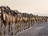 کاهش 2 درصدی صنعت شتر داری در کشور / هرمزگان قطب صنعت گردشگری و شتر دوانی کشور