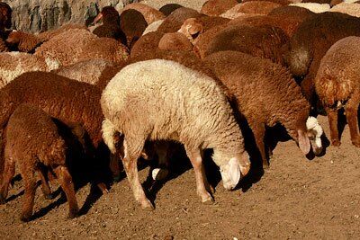 صادرات 226 هزار رأس دام از استان کرمانشاه به کشورهای حاشیه خلیج فارس در سال جاری
