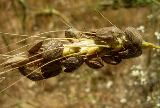 اجرای مبارزه با سن غلات در آبیک