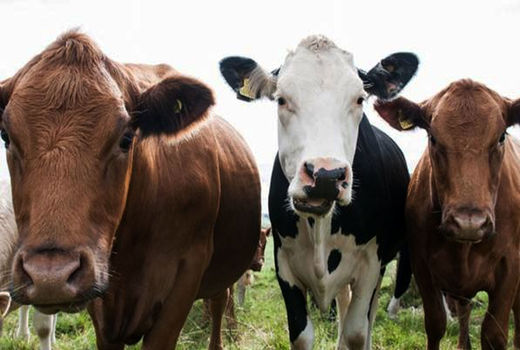 امضای تفاهم نامه با چهار اتحادیه مرتبط با دام کشور به‌منظور رسیدن به اهداف بیمه فراگیر