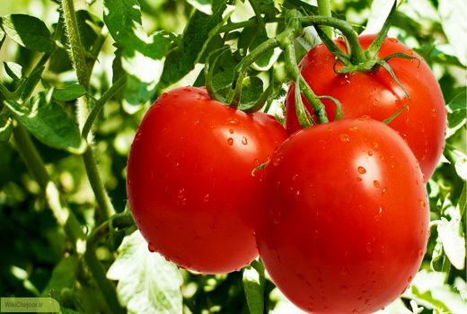 آغاز برداشت گوجه فرنگی از مزارع پیشوا