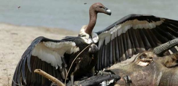 گامی مهم برای حمایت از کرکس‌ها