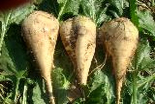 کشت چغندرقند در یک هزار و ۸۲۵ هکتار از مزارع کشاورزی استان قزوین