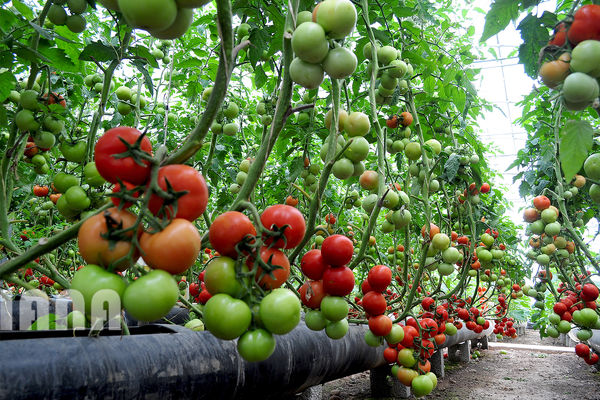 پرورش گوجه‌فرنگی در گلخانه 