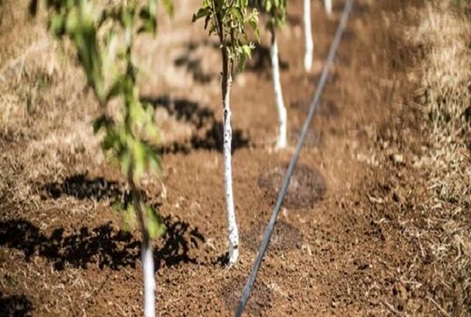اجرای پروژه آبیاری تکمیلی در باغات بادام چهارمحال و بختیاری