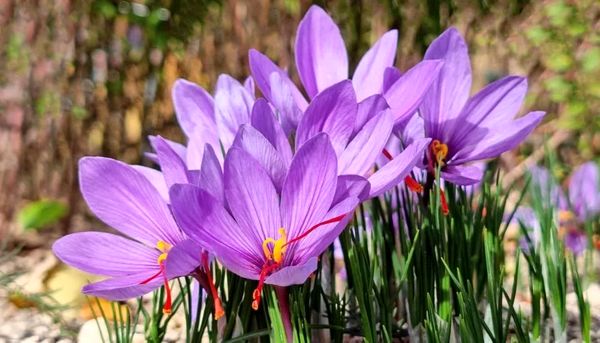 برداشت 1.9 تن زعفران از مزارع شهرستان مرند