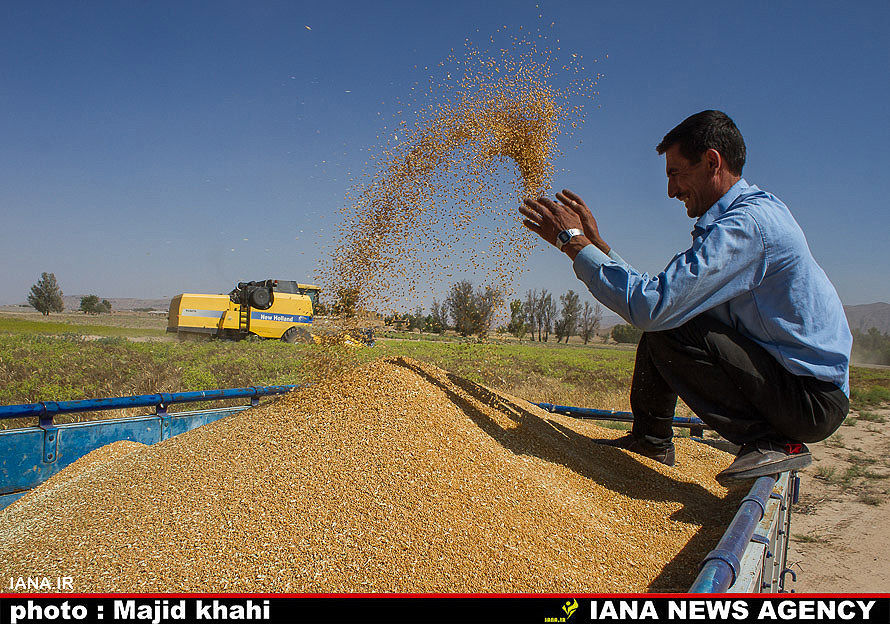 برداشت گندم