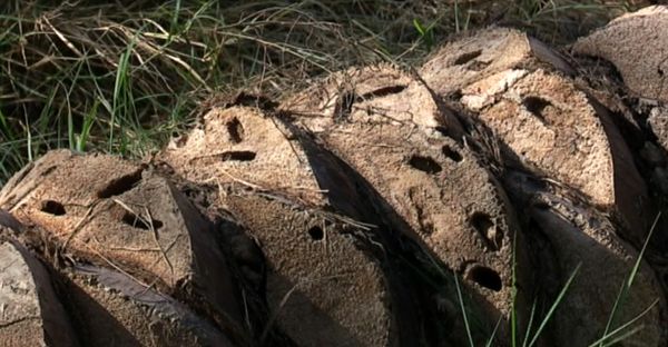 6 هزار هکتار از نخیلات استان بوشهر در اثر آفات چوبخوار به شدت آسیب دیده‌اند