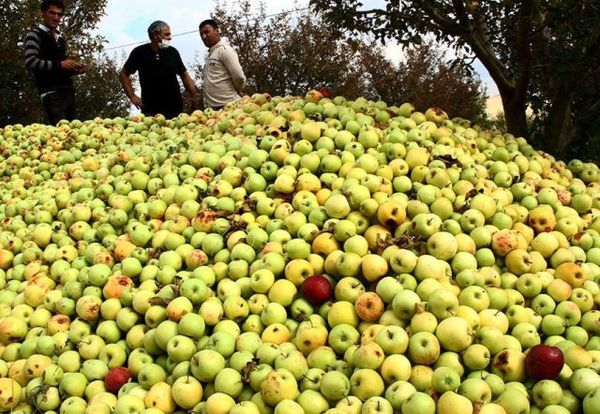 آغاز خرید سیب صنعتی غرب کشور از فردا