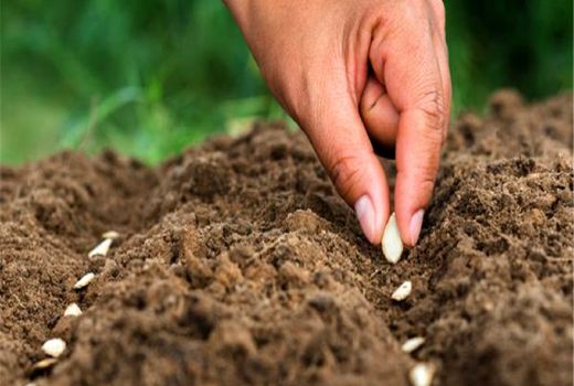 اصفهان پیشرو در تولید بذر هیبرید گلخانه‌ای