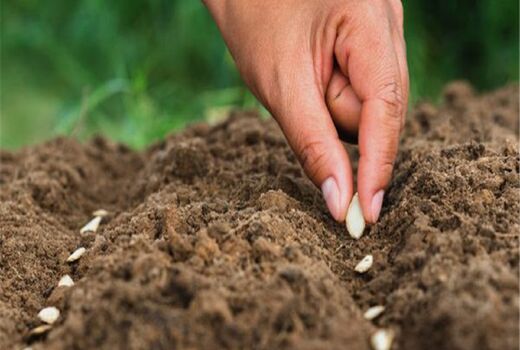 اصفهان پیشرو در تولید بذر هیبرید گلخانه‌ای