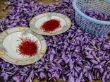 صادرات 75 درصد زعفران ایران به آن سوی مرزها