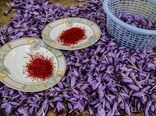 صادرات 75 درصد زعفران ایران به آن سوی مرزها