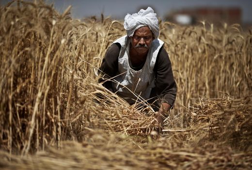 قمار سیاسی بر سر امنیت غذایی مصر