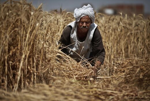 قمار سیاسی بر سر امنیت غذایی مصر