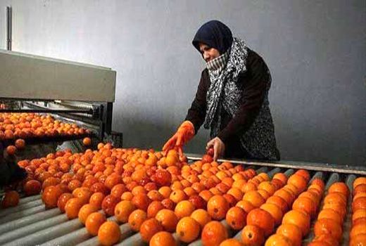 صدور 135 فقره مجوز تاسیس و بهره برداری صنایع کشاورزی در مازندران