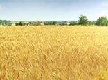 پیش بینی برداشت 3000 تن محصول جو از مزارع شهرستان ارزوئیه 
