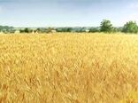 پیش بینی برداشت 3000 تن محصول جو از مزارع شهرستان ارزوئیه 