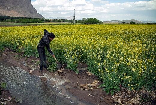 اجرای طرح ترویجی کشت کلزا در خراسان شمالی 