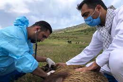 ارائه ۲۰ میلیون خدمت رایگان به مناطق محروم از سوی جهاد دامپزشکی