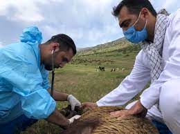 ارائه ۲۰ میلیون خدمت رایگان به مناطق محروم از سوی جهاد دامپزشکی
