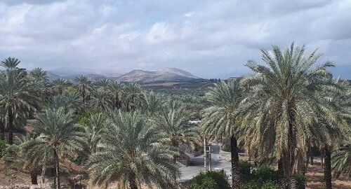 علل ترشیدگی و ریزش میوه خرما در جهرم بررسی شد