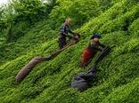 چای ایران از یک رویا آغاز شد؛ میراث ماندگار کاشف‌السلطنه