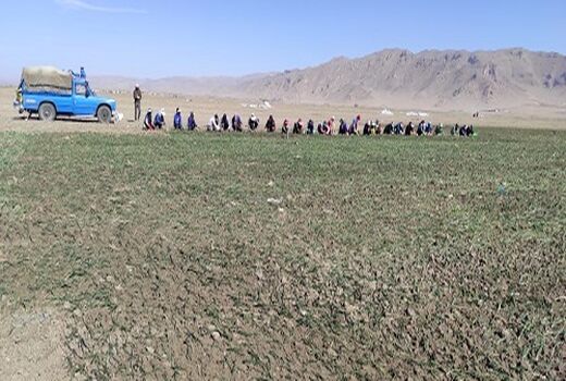 کشت پیاز در اقلید تا خرداد ماه 