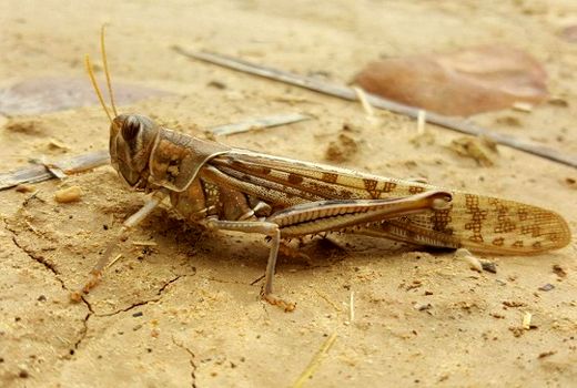 ملخ مشاهده‌شده در مراتع ییلاقی استان سمنان خسارت‌زا نیست