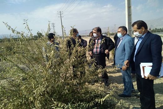 واحدهای خسارت دیده از سرما شناسایی می‌شوند