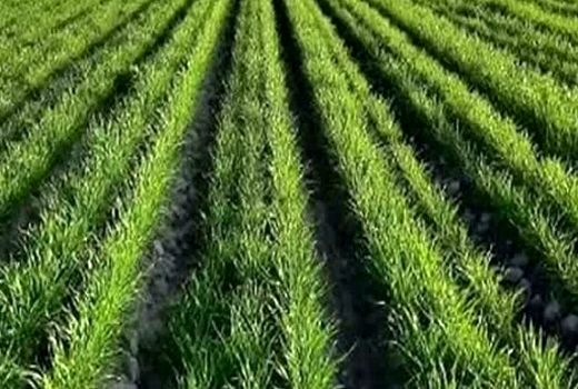 مدیریت تنش‌های ابتدای کشت، کلید افزایش عملکرد گندم