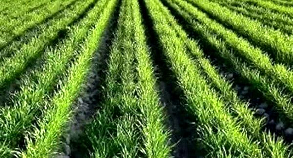 مدیریت تنش‌های ابتدای کشت، کلید افزایش عملکرد گندم