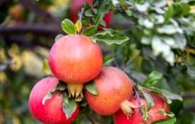 قم پیشتاز در تولید محصولات زراعی و باغی