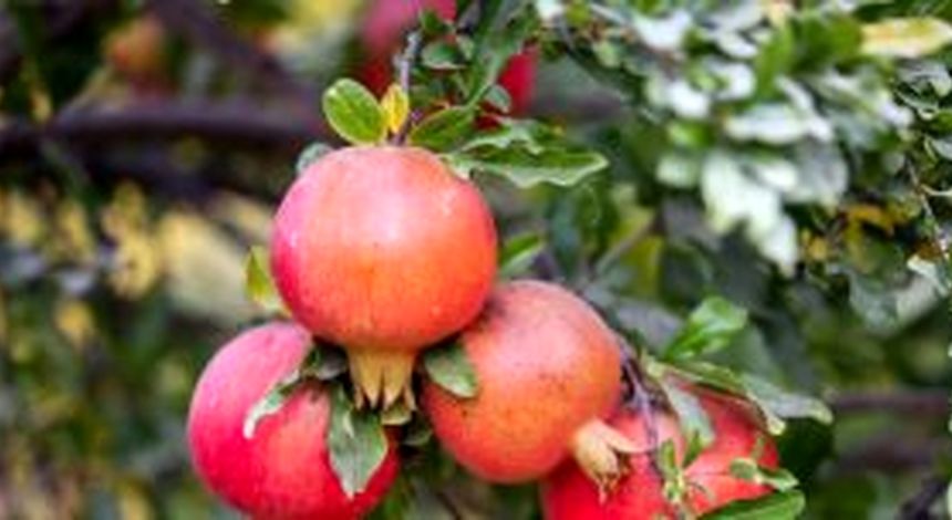 قم پیشتاز در تولید محصولات زراعی و باغی