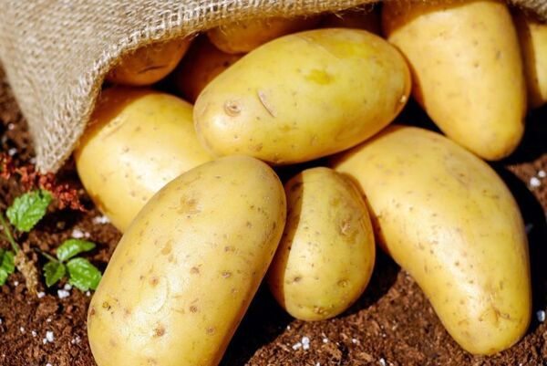 برداشت بیش از 550هزار تن سیب زمینی در سالجاری