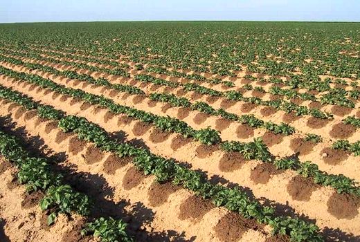 کشت سیب زمینی در یکصد هکتار از مزارع شهرستان بیضا