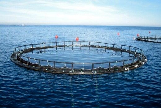 طرح‌های آبزی‌پروری در روستاهای ساحلی استان بوشهر توسعه می‌یابد