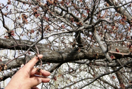 بیش از هزار میلیارد ریال خسارت سرمازدگی به کشتزارها و باغ‌های شیروان 