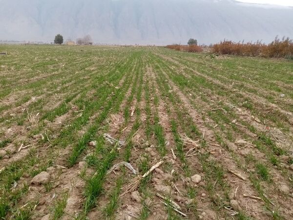 طرح جهش تولید در دیمزارهای فیروزآباد اجرایی شد
