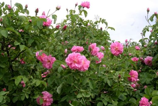 برداشت گل محمدی از ۱۳۹ هکتار از گلستان‌های استان قزوین