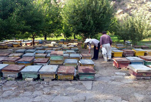 رشد میزان تولید عسل در زنبورستانهای شهرستان اهر 